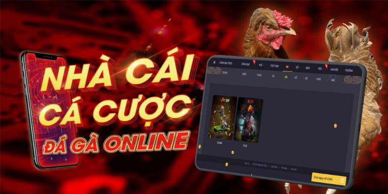 Mẹo Chơi Đá Gà 78WIN 2025 - Đúc Kết Từ Kinh Nghiệm Từ Sư Kê 6 Anh em nên áp dụng các mẹo chơi đá gà 78WIN để giành thưởng