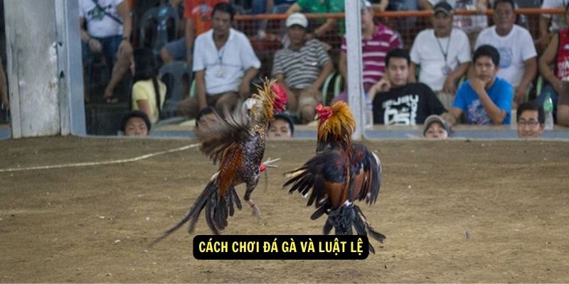 Đá Gà Cựa Dao - Cách Tham Gia, Chiến Thuật Và Luật Chơi 4 Cách chơi Đá gà và luật lệ