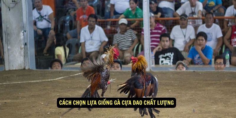 Giống Gà Cựa Dao Là Gì? Cách Chọn, Nuôi, Phối Giống Hiệu Quả 4 Giống gà cựa dao - Cách chọn