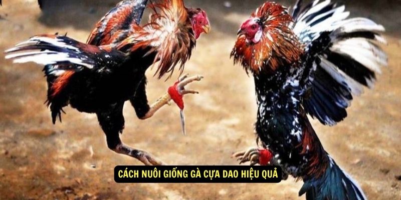 Giống Gà Cựa Dao Là Gì? Cách Chọn, Nuôi, Phối Giống Hiệu Quả 5 Giống gà cựa dao - Cách nuôi