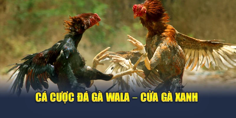 Cá Cược Đá Gà Trực Tuyến – Đam Mê Không Giới Hạn Tại 78WIN 4 Cá cược đá gà Wala – cửa gà xanh