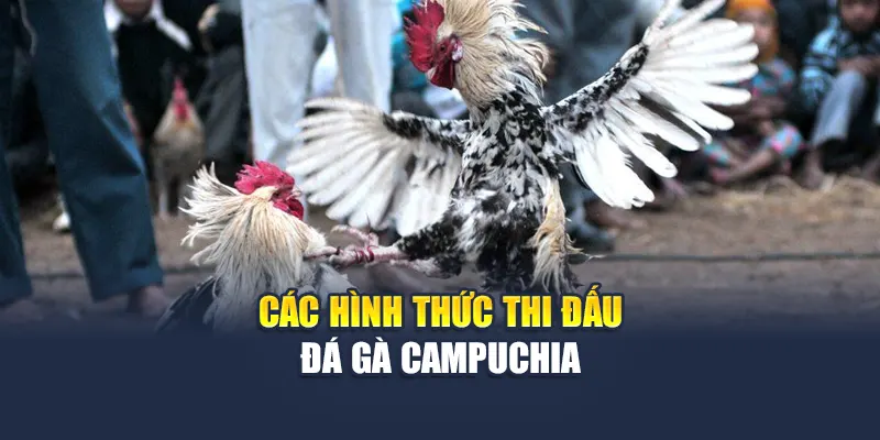 Đá Gà Campuchia Thử Thách Mới Lạ Kịch Tính Cho Bạn 5 Top hình thức thi đấu đá gà Campuchia