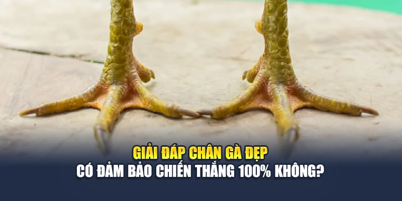 Chân Gà Đẹp Soi Rõ Phong Độ Chiến Kê Trước Giờ Ra Trận 6 Giải đáp chân gà đẹp có đảm bảo chiến thắng 100% không?