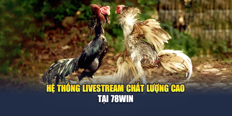 Cá Cược Đá Gà Trực Tuyến – Đam Mê Không Giới Hạn Tại 78WIN 6 Hệ thống livestream chất lượng cao tại 78WIN