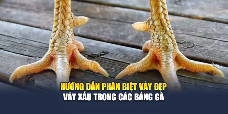 Chân Gà Đẹp Soi Rõ Phong Độ Chiến Kê Trước Giờ Ra Trận 4 Hướng dẫn phân biệt vảy đẹp – vảy xấu trong các bảng gà