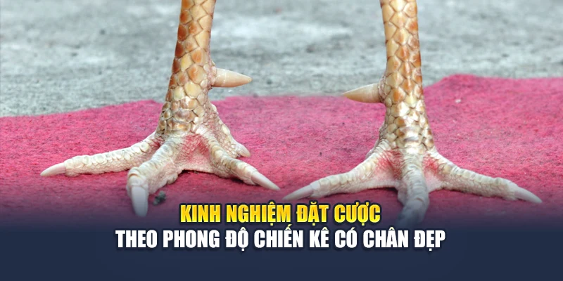 Chân Gà Đẹp Soi Rõ Phong Độ Chiến Kê Trước Giờ Ra Trận 5 Kinh nghiệm đặt cược theo phong độ chiến kê có chân đẹp