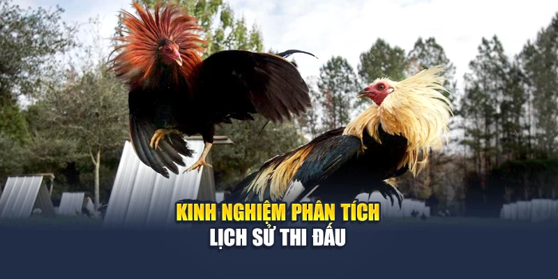 Cá Cược Đá Gà Trực Tuyến – Đam Mê Không Giới Hạn Tại 78WIN 5 Kinh nghiệm phân tích lịch sử thi đấu