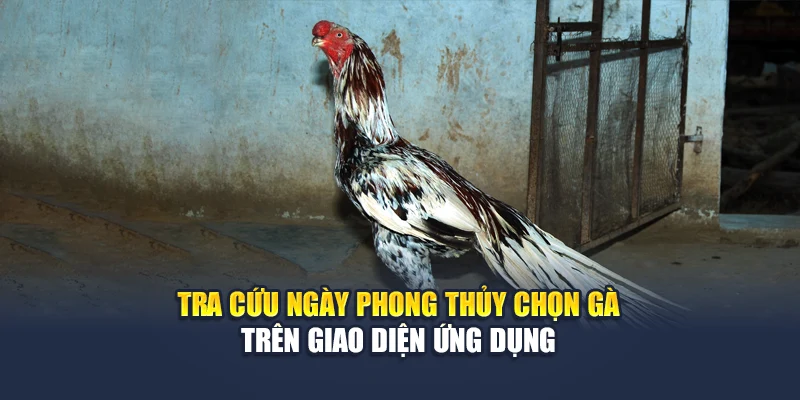 Bí Quyết Chọn Gà Theo Ngày Chuẩn Phong Thủy Tại 78WIN 4 Tra cứu ngày phong thủy chọn gà trên giao diện ứng dụng