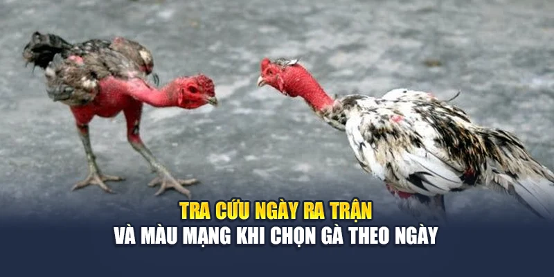 Bí Quyết Chọn Gà Theo Ngày Chuẩn Phong Thủy Tại 78WIN 6 Tra cứu ngày ra trận và màu mạng khi chọn gà theo ngày