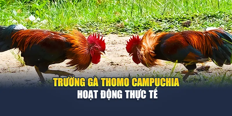 Đá Gà Campuchia Thử Thách Mới Lạ Kịch Tính Cho Bạn 4 Trường gà đá gà campuchia hoạt động thực tế